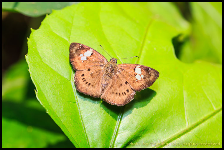5D3 30595 ผีเสื้อลายด่างจุดเชื่อม (Brown Pied Flat, Coladenia agni)
