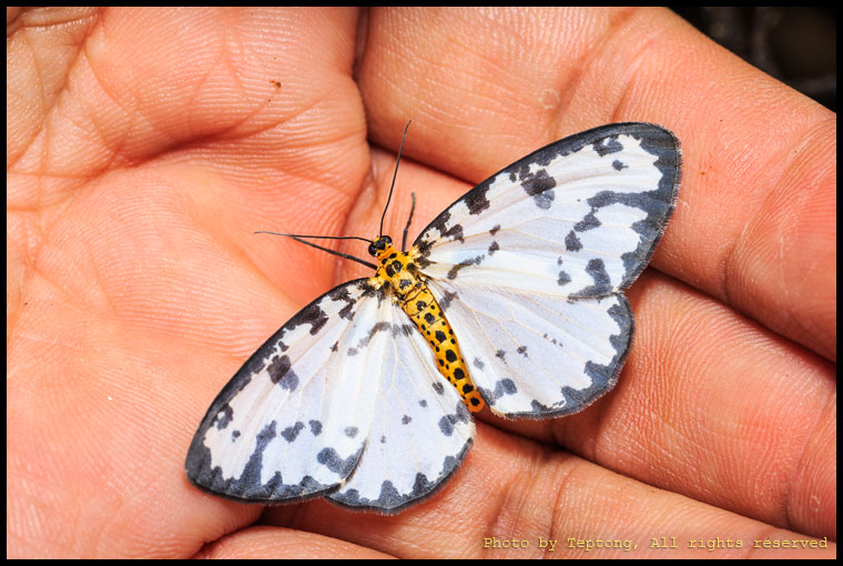 5D3 30604 มอธไม่ทราบชนิด น่าจะเป็นมอธหนอนคืบ Abraxas sp. (Magpie)