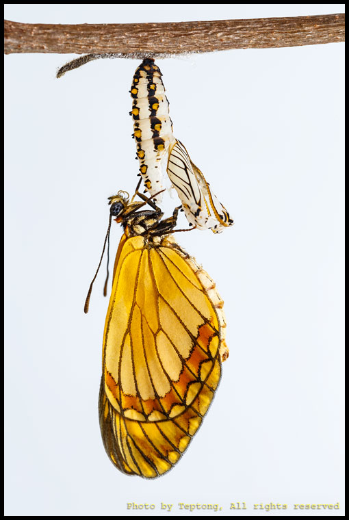 5D3 30965 ผีเสื้อหนอนหนามปีกเหลือง (Yellow Coster, Acraea issoria) เพิ่งออกจากดักแด้