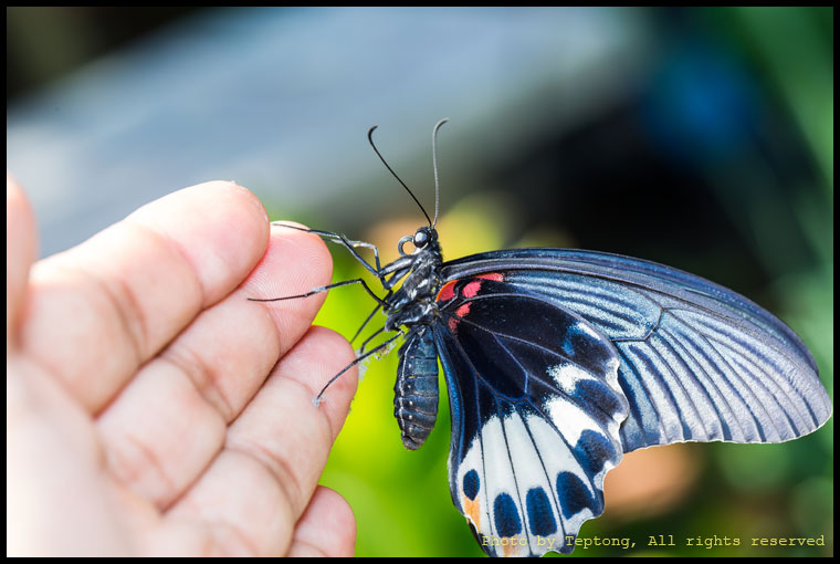 5D3 3140 ผีเสื้อหางติ่งนางละเวง (Great Mormon, Papilio memnon)