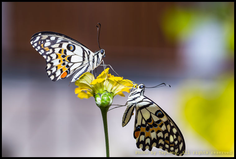 5D3 4267 ผีเสื้อหนอนมะนาว (Lime Butterfly, Papilio demoleus)