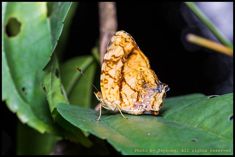 5D3 5303 ผีเสื้อลายตลกธรรมดา (Common Jester, Symbrenthia lilaea)