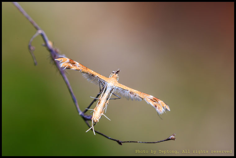 5D3 5552 มอธปีกแฉก (Plume moth, Pterophoridae)