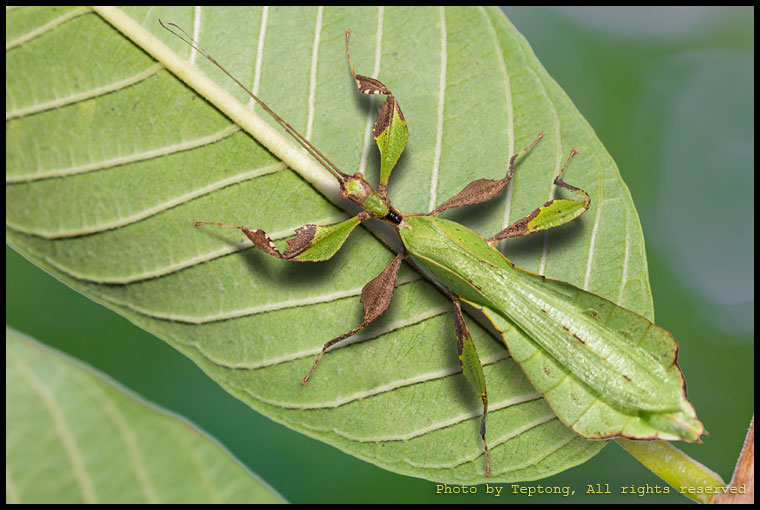 5D3 5834-2 ตั๊กแตนใบไม้ตัวผู้ ตัวเต็มวัย (Phyllium ericoriai)