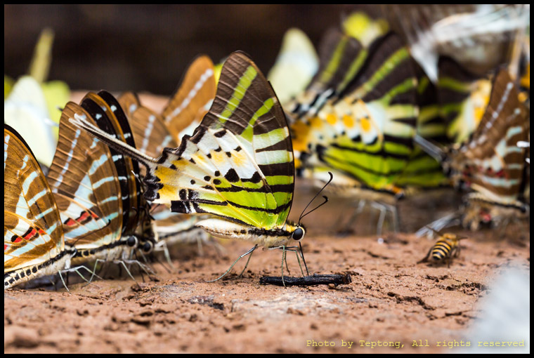 5D3 5841 ผีเสื้อหางดาบธรรมดา (Fivebar Swordtail, Graphium antiphates) และผีเสื้อหางดาบลายจุดและลายขีด