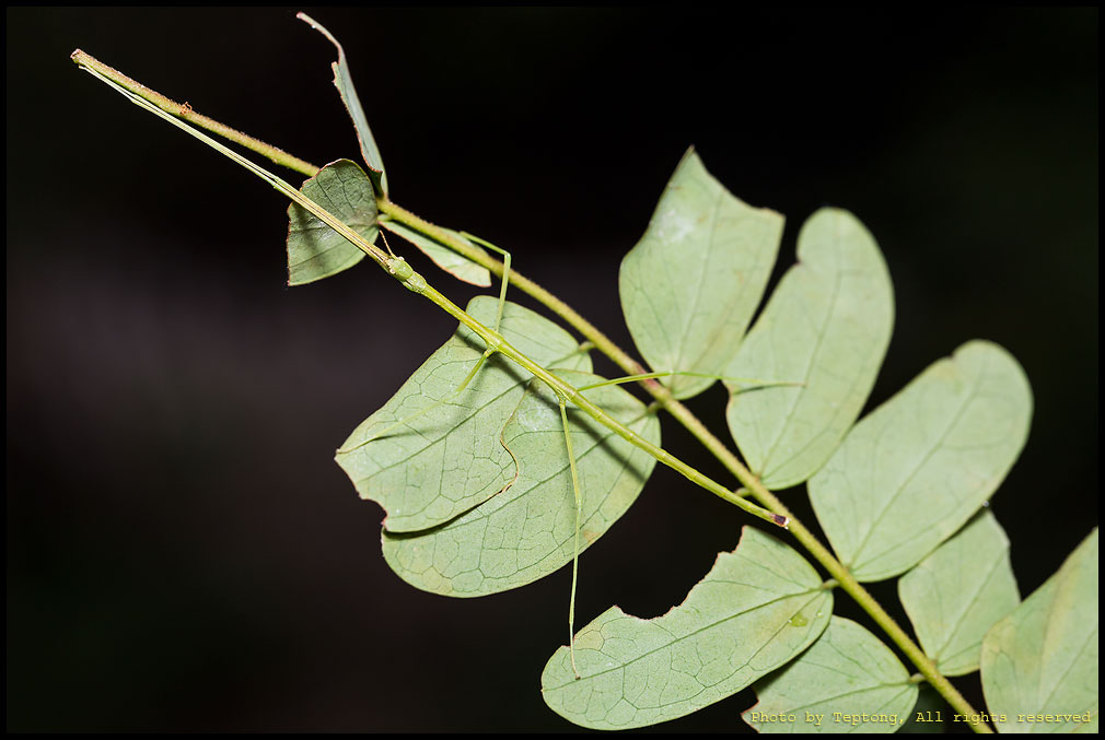 5D3 5990 ตั๊กแตนกิ่งไม้ ยังไม่ทราบชนิด