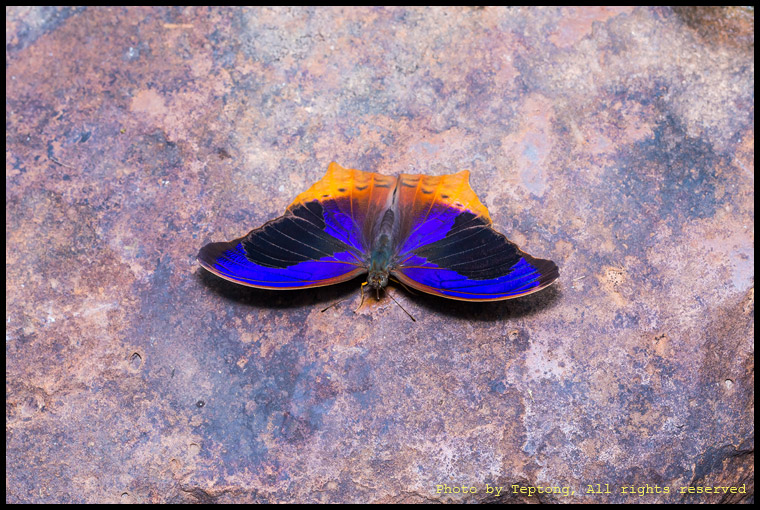 5D3 5998 ผีเสื้ออไซเรี่ยนใหญ่ (Great Assyrian, Terinos atlita)