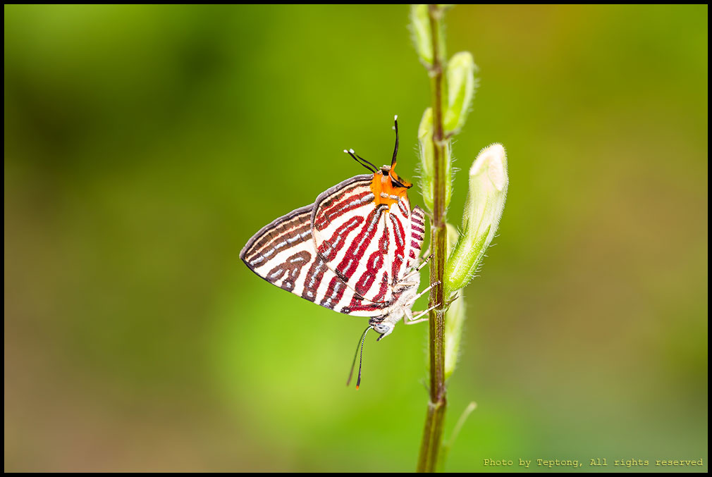 5D3 6286 ผีเสื้อลายขีดเงินลายขอ (Long-banded Silverline, Cigaritis lohita)