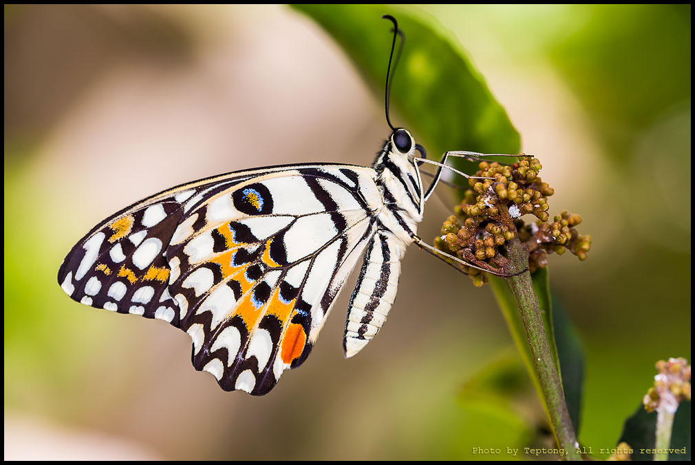 5D3 6354 ผีเสื้อหนอนมะนาว (Lime Butterfly, Papilio demoleus)