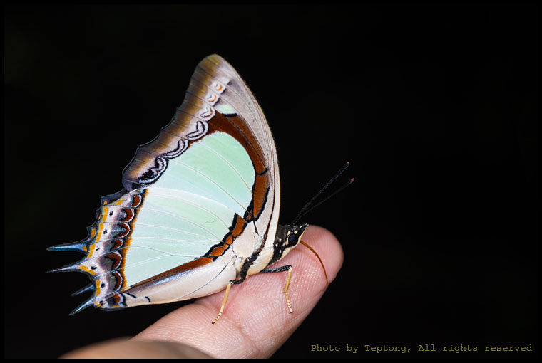 5D3 6374 ผีเสื้อเหลืองหนามแถบกว้าง (Indian Yellow Nawab, Polyura jalysus)