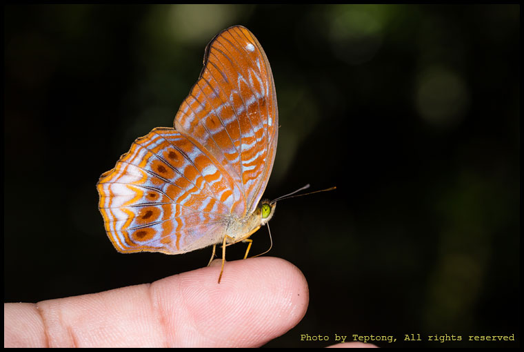 5D3 6377 ผีเสื้ออไซเรี่ยนเล็ก (Royal Assyrian, Terinos terpander)