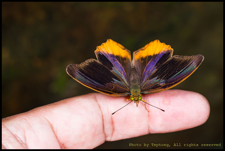 5D3 6379 ผีเสื้ออไซเรี่ยนเล็ก (Royal Assyrian, Terinos terpander)