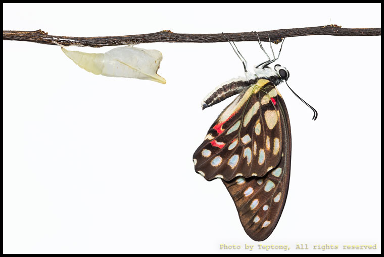 5D3 6599 ผีเสื้อหนอนจำปีจุดแดงต่อ (Spotted Jay, Graphium arycles) เพิ่งออกจากดักแด้