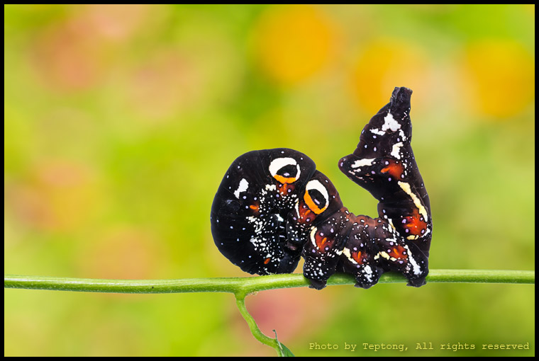 5D3 6726-1 หนอนมอธมวนหวาน (น่าจะเป็นชนิด Eudocima falonia)