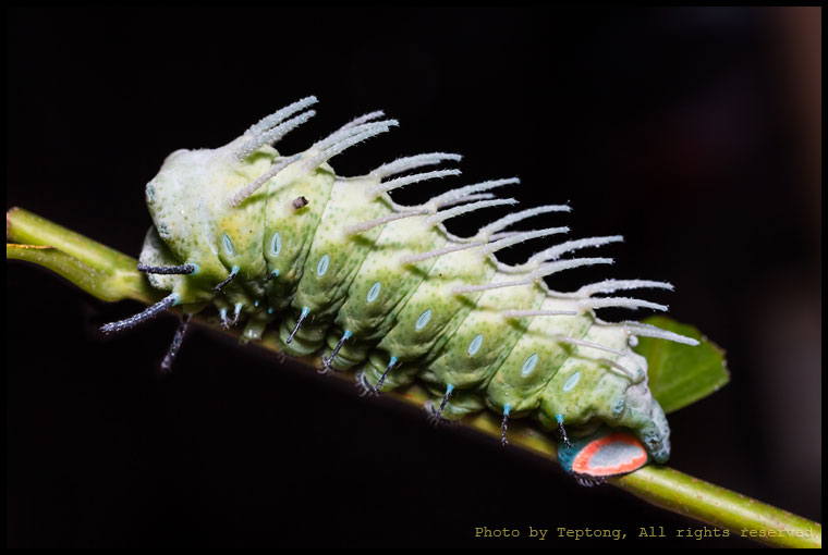 5D3 6756 หนอนมอธหนอนกระท้อน หรือผีเสื้อยักษ์ (Atlas moth, Attacus atlas)