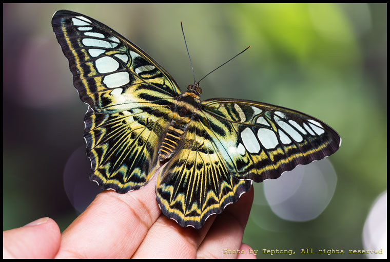 5D3 6857-1 ผีเสื้อช่างร่อน (Clipper, Parthenos sylla)