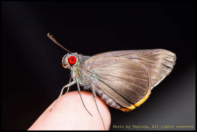 5D3 7239 ผีเสื้อตาแดงขลิบส้ม (Fringed Redeye, Matapa cresta)