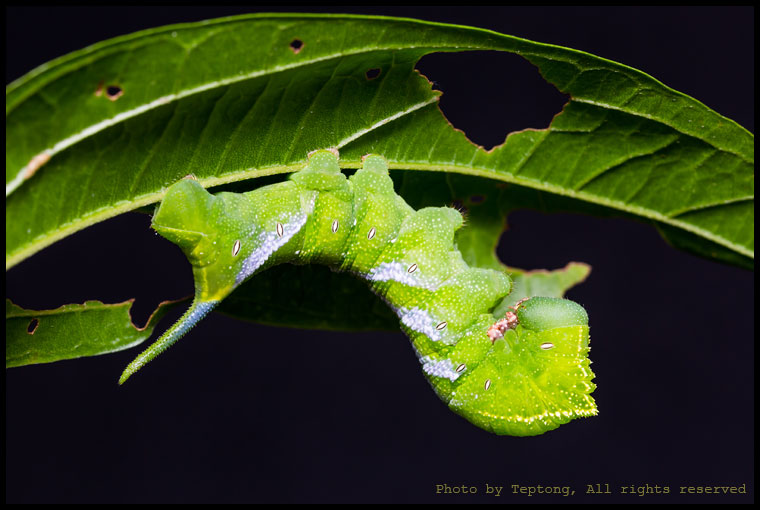5D3 7326 หนอนมอธจรวด ยังไม่ทราบชนิด