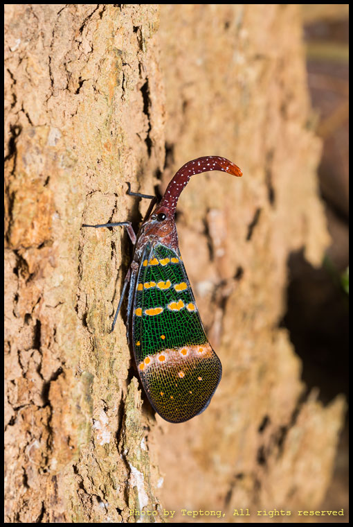 5D3 7754 จั๊กจั่นงวง (Lanternfly, Fulgoridae, Pyrops karenia)