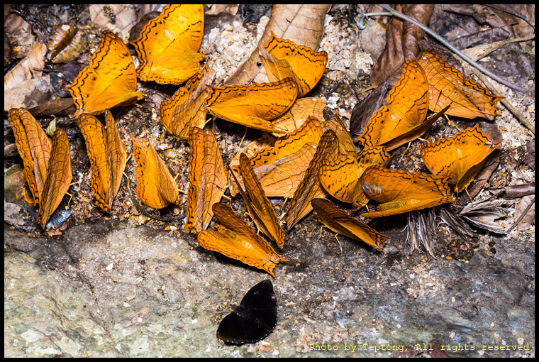 5D3 7839 ผีเสื้อเจ้าชายดำ กับกลุ่มผีเสื้อตาลหางแหลม