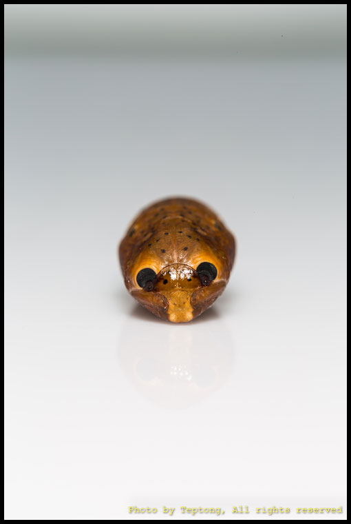 5D3 8040 ดักแด้มอธทองเฉียงพร้า (Dysphania militaris)