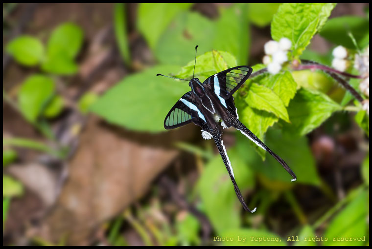 5D3 8669 ผีเสื้อหางมังกรเขียว (Green Dragontail, Lamproptera meges)
