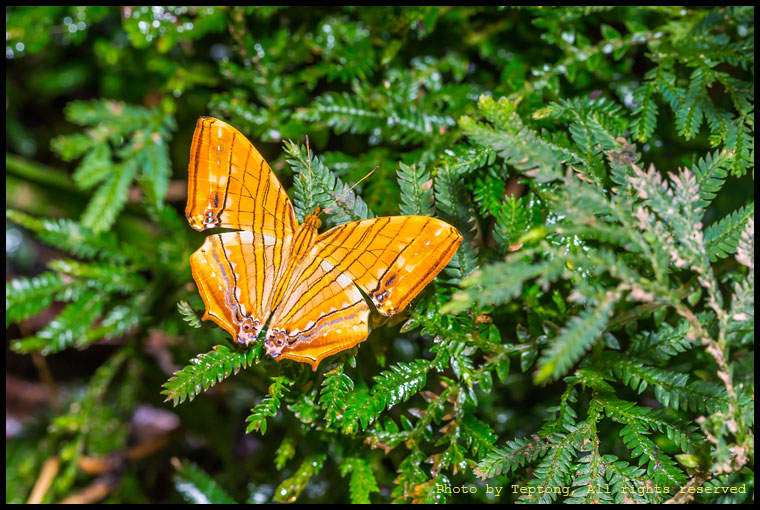 5D3 8698 ผีเสื้อแผนที่แดงธรรมดา (Common Maplet, Chersonesia risa)