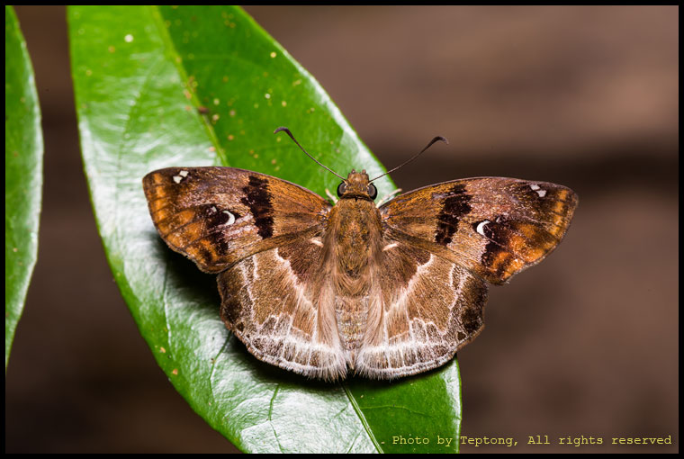 5D3 8746 ผีเสื้อตาลแดงโคนขีด (Chestnut Angle, Odontoptilum angulata)