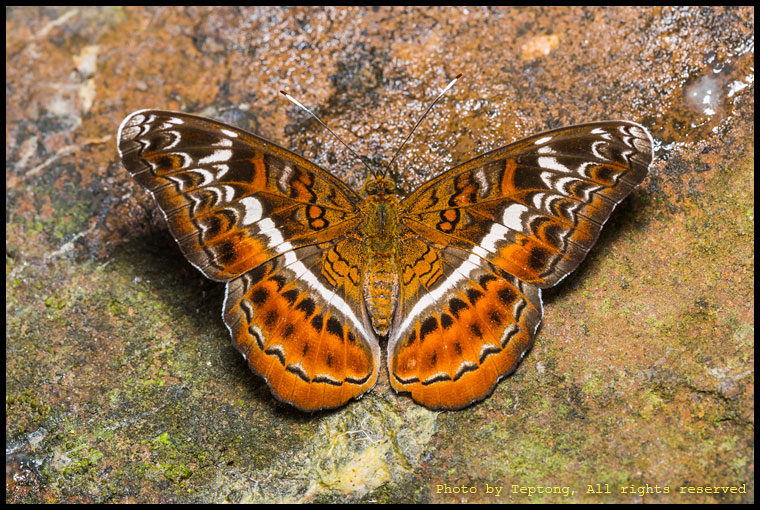 5D3 8833 ผีเสื้อสะพายขาวปีกโค้ง (Knight, Lebadea martha)