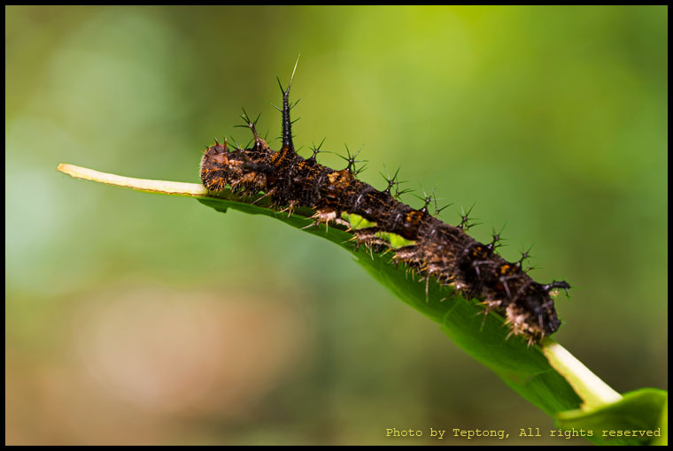 5D3 8876 หนอนผีเสื้อสะพายขาวปีกโค้ง (Knight, Lebadea martha)