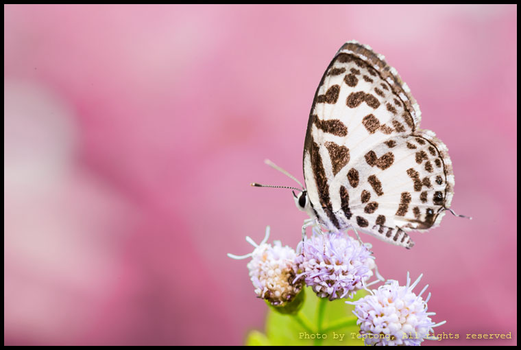 5D3 8894 ผีเสื้อหนอนพุทราธรรมดา (Common Pierrot, Castalius rosimon)