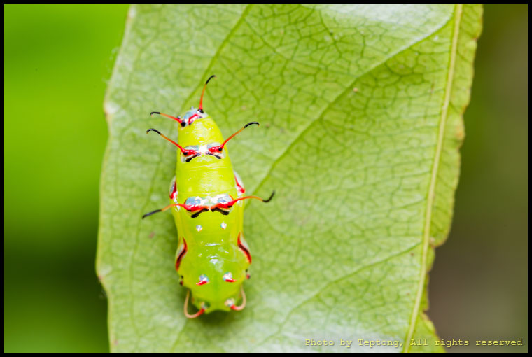 5D3 8901 ดักแด้ผีเสื้อลายขี้เมี่ยง (Rustic, Cupha erymanthis)
