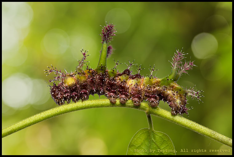 5D3 8910-1 หนอนผีเสื้อแถบขาวใหญ่ (White Commodore, Parasarpa dudu)