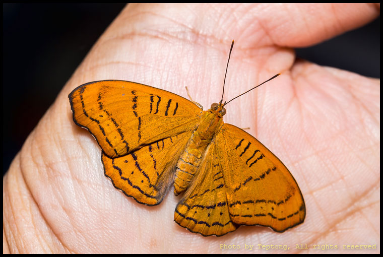 5D3 8930 ผีเสื้อแมวลาย (Tabby, Pseudergolis wedah)