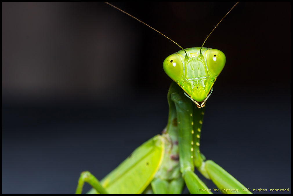 5D3 9093 ตั๊กแตนตำข้าว ไม่ทราบชนิด (Mantis)