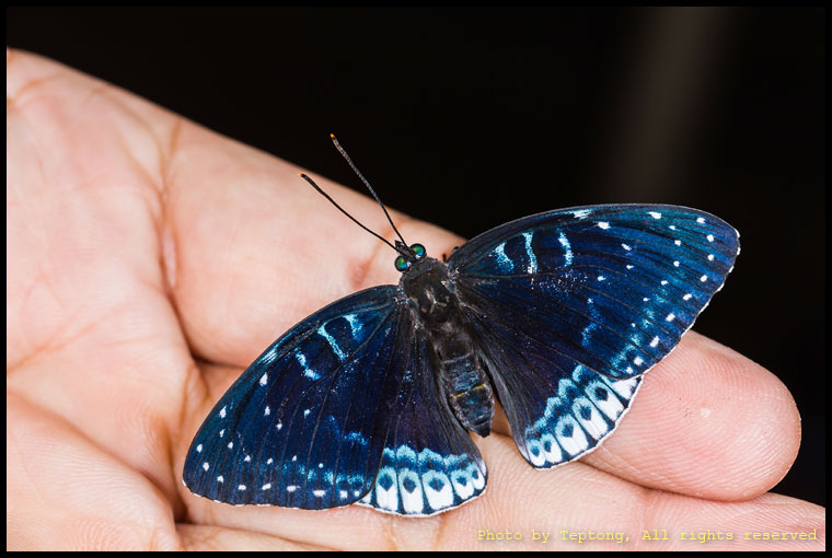 5D3 9099 ผีเสื้อธารมรกต (Popinjay, Stibochiona nicea)