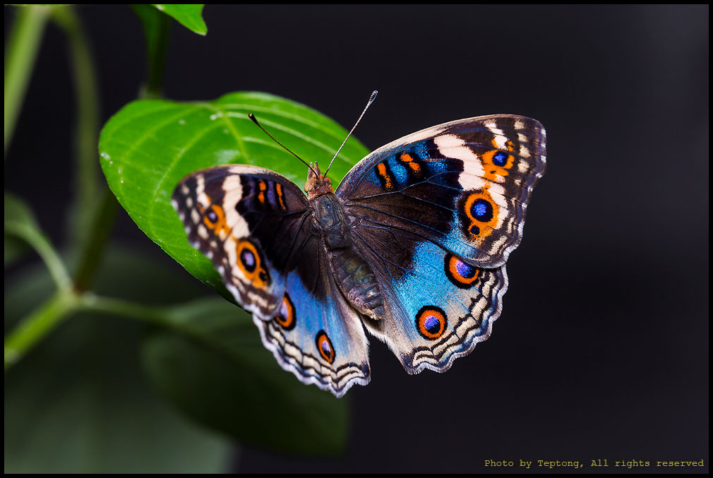 5D3 9393 ผีเสื้อแพนซีฟ้า (Blue Pansy, Junonia orithya)