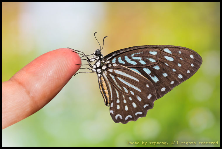 5D3 9883-2 ผีเสื้อม้าลายลายจุด (Spotted Zebra, Graphium megarus)