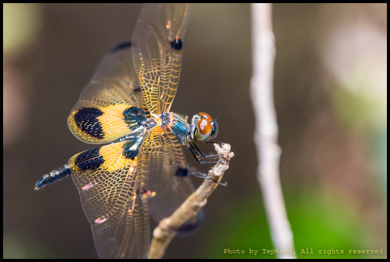 IMG 0473 แมลงปอบ้านไร่ปีกทอง (Yellow-striped flutterer, Rhyothemis phyllis)