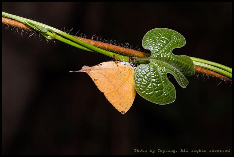 5D3 0161 ผีเสื้อแสดหางยาว (Common Yamfly, Loxura athymnus) แต่หางกุดหายไปซะแล้ว ผีเสื้อชนิดนี้บางทีชอบเกาะอยู่ร่วมกับมด