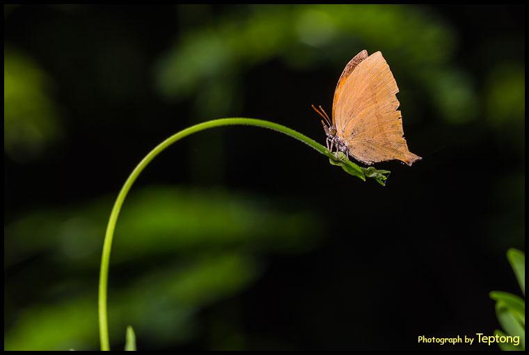 5D3 0170 ผีเสื้อแสดหางยาว (Common Yamfly, Loxura athymnus) เกาะยอดอ่อนแบบนี้ดูเด่นและเท่ห์ดี