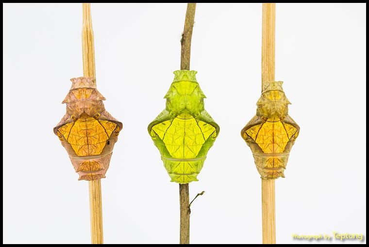 5D3 0273 ดักแด้ผีเสื้อถุงทองธรรมดา (Golden Birdwing, Troides aeacus) มีสีสันแตกต่างกันซึ่งเป็นเรื่องธรรมดา