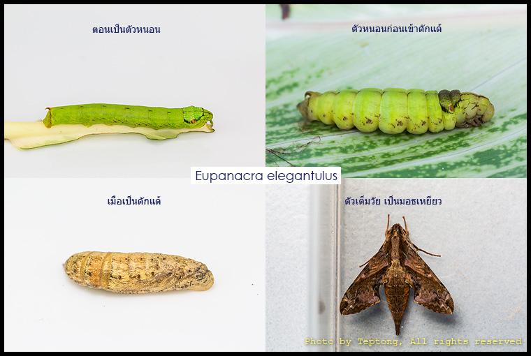5D3 0279 วงจรชีวิตมอธเหยี่ยวชนิดหนึ่ง มีชื่อว่า Eupanacra elegantulus ขณะเป็นหนอนจะมีหัวคล้ายหัวงู