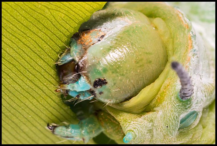 5D3 1602 ภาพส่วนหัวของหนอนมอธหนอนกระท้อน หรือผีเสื้อยักษ์ ขณะกำลังแทะกัดกินพืชอาหาร