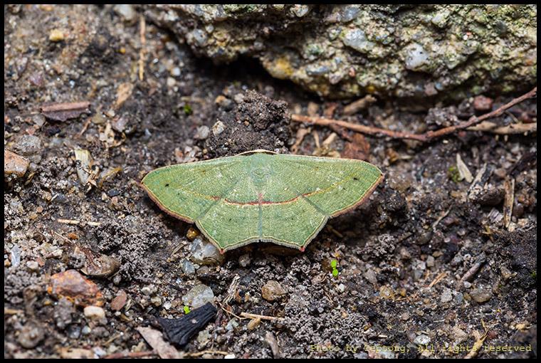 5D3 1648 มอธชนิดหนึ่ง น่าจะเป็นวงศ์มอธหนอนคืบ