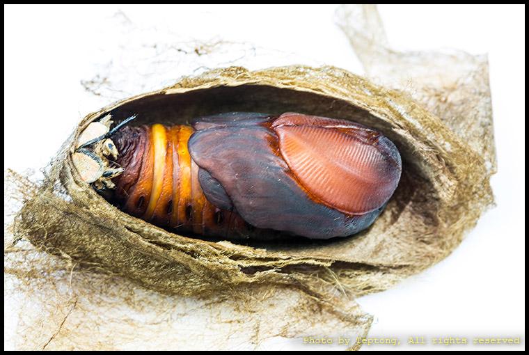 5D3 1664 ดักแด้ของมอธหนอนกระท้อน หรือผีเสื้อยักษ์ ปกติจะไม่เห็นตัวดักแด้ภายใน เพราะจะมีรังไหมห่อหุ้มไว้