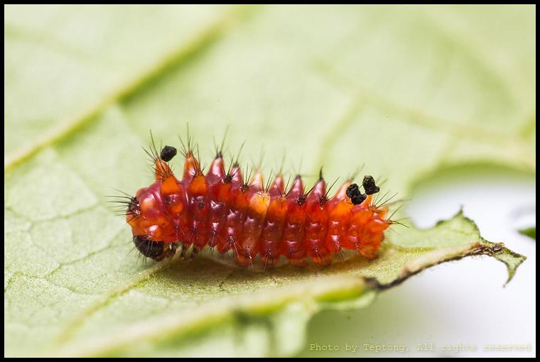5D3 1738 หนอนผีเสื้อหางตุ้มจุดชมพู (Common Rose, Pachliopta aristolochiae goniopeltis) อายุ 1 วัน ตัวแดงๆใสๆน่ารักดี