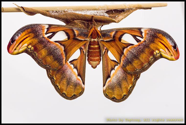5D3 1814 มอธหนอนกระท้อน หรือผีเสื้อยักษ์ เพิ่งออกจากดักแด้ เกาะห้อยตัวกับดักแด้ขยายปีกเต็มที่แล้ว