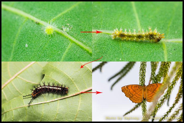 5D3 2022 วงจรชีวิตของผีเสื้อหนอนละหุ่งลายหยัก (Angled Castor, Ariadne ariadne pallidior) ตั้งแต่ไข่ หนอนวัยแรก หนอนระยะสุดท้าย และตัวเต็มวัย