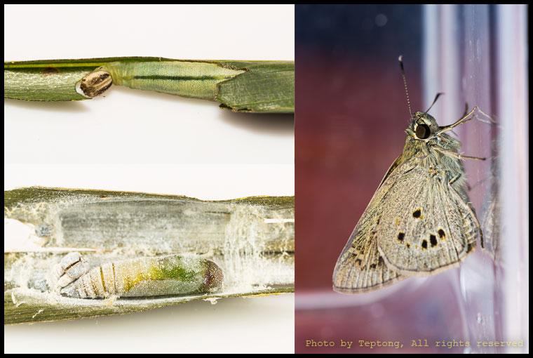 5D3 2030 ภาพหนอน ดักแด้ และตัวเต็มวัย ของผีเสื้อหนอนมะพร้าวใต้จุดธรรมดา (Indian Palm Bob, Suastus gremius gremius) บางเวบอาจจะใช้ชื่อว่า ผีเสื้อหนอนปาล์มอินเดีย แทน